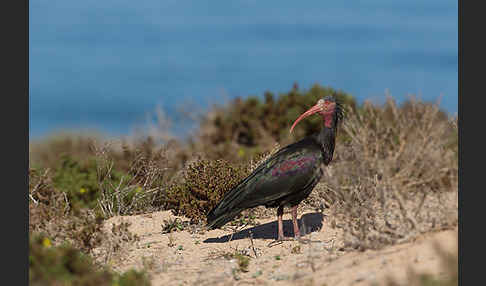 Waldrapp (Geronticus eremita)