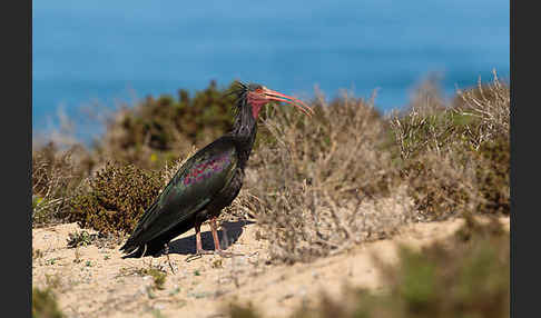 Waldrapp (Geronticus eremita)