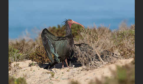 Waldrapp (Geronticus eremita)