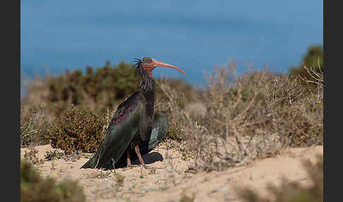 Waldrapp (Geronticus eremita)