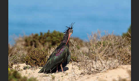 Waldrapp (Geronticus eremita)