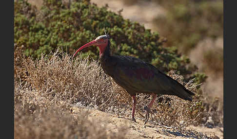 Waldrapp (Geronticus eremita)