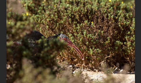 Waldrapp (Geronticus eremita)