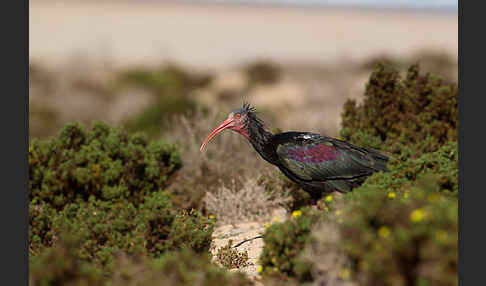 Waldrapp (Geronticus eremita)