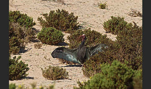 Waldrapp (Geronticus eremita)