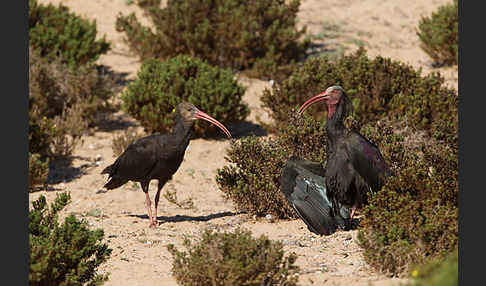 Waldrapp (Geronticus eremita)