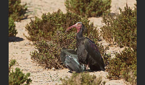 Waldrapp (Geronticus eremita)