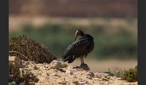 Waldrapp (Geronticus eremita)