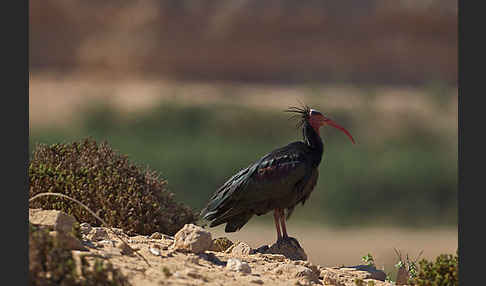 Waldrapp (Geronticus eremita)