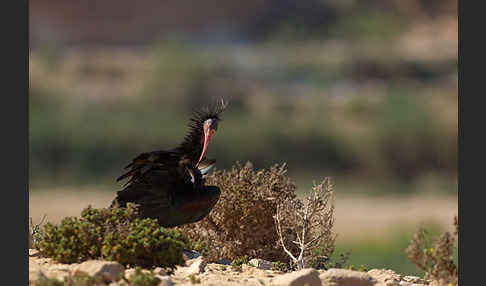 Waldrapp (Geronticus eremita)