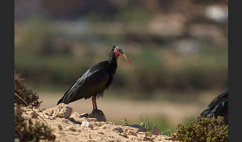 Waldrapp (Geronticus eremita)