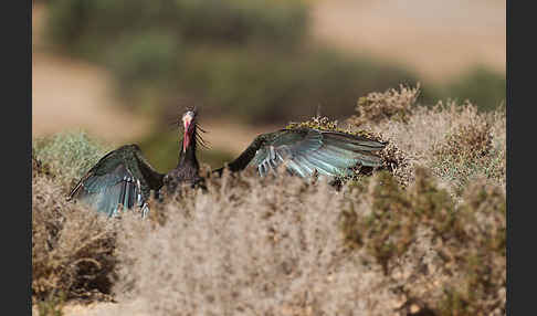 Waldrapp (Geronticus eremita)