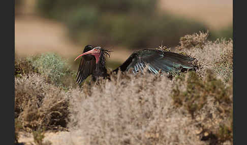 Waldrapp (Geronticus eremita)