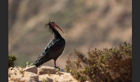 Waldrapp (Geronticus eremita)