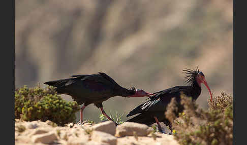 Waldrapp (Geronticus eremita)