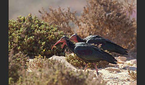 Waldrapp (Geronticus eremita)