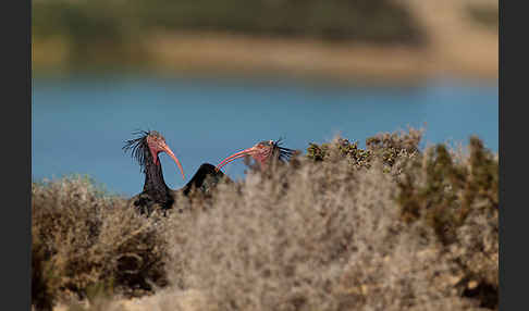 Waldrapp (Geronticus eremita)