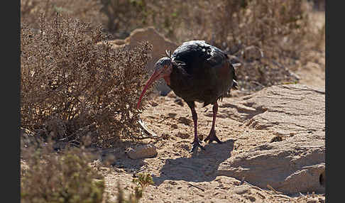 Waldrapp (Geronticus eremita)