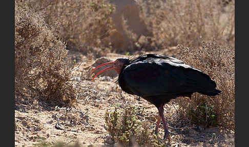 Waldrapp (Geronticus eremita)