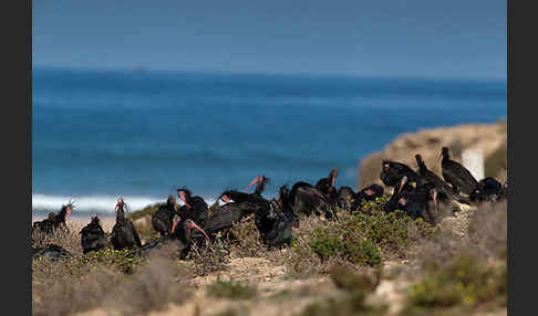 Waldrapp (Geronticus eremita)