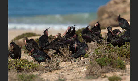 Waldrapp (Geronticus eremita)