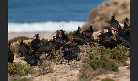 Waldrapp (Geronticus eremita)