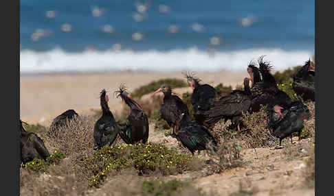 Waldrapp (Geronticus eremita)