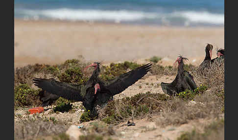 Waldrapp (Geronticus eremita)