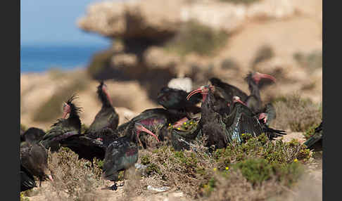 Waldrapp (Geronticus eremita)