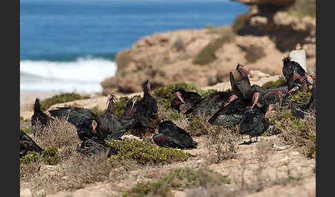 Waldrapp (Geronticus eremita)