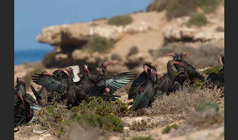 Waldrapp (Geronticus eremita)