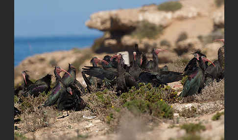 Waldrapp (Geronticus eremita)