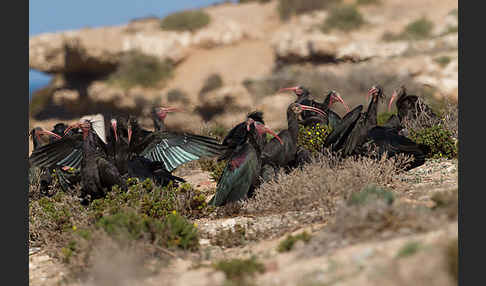 Waldrapp (Geronticus eremita)