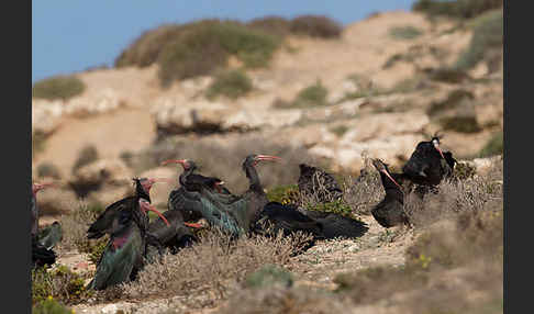 Waldrapp (Geronticus eremita)