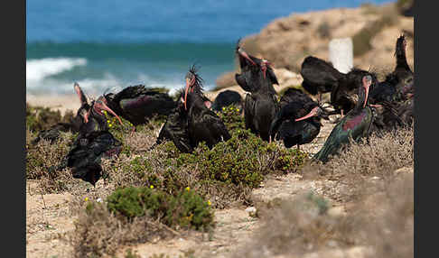 Waldrapp (Geronticus eremita)