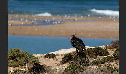 Waldrapp (Geronticus eremita)