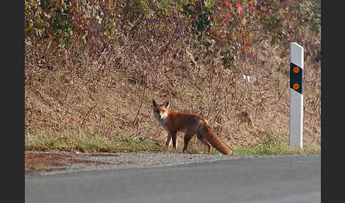 Rotfuchs (Vulpes vulpes)