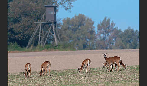 Muffelwild (Ovis ammon musimon)