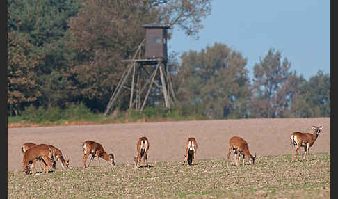 Muffelwild (Ovis ammon musimon)