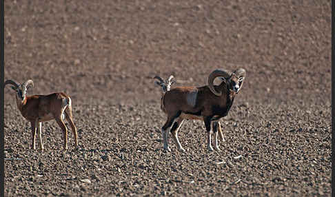 Muffelwild (Ovis ammon musimon)