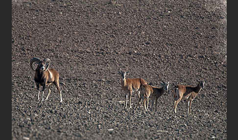 Muffelwild (Ovis ammon musimon)