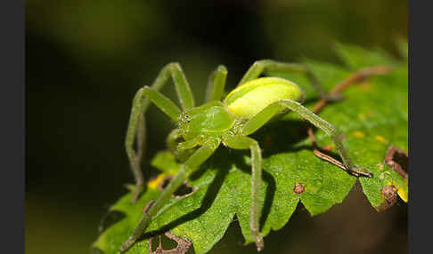 Grüne Huschspinne (Micrommata  virescens)