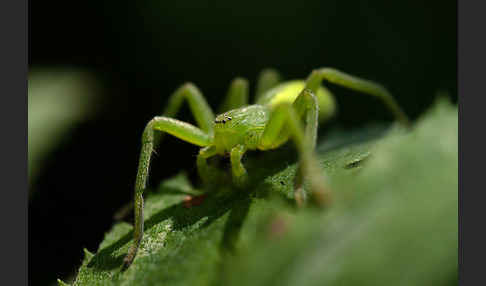 Grüne Huschspinne (Micrommata  virescens)