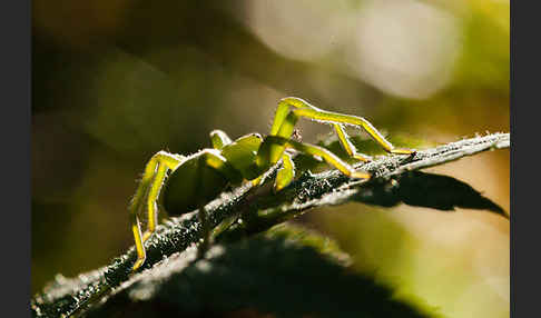 Grüne Huschspinne (Micrommata  virescens)