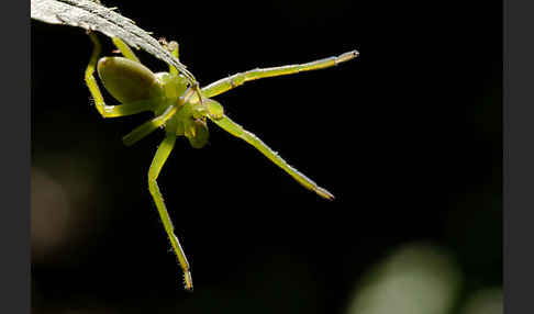 Grüne Huschspinne (Micrommata  virescens)