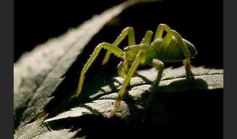 Grüne Huschspinne (Micrommata  virescens)