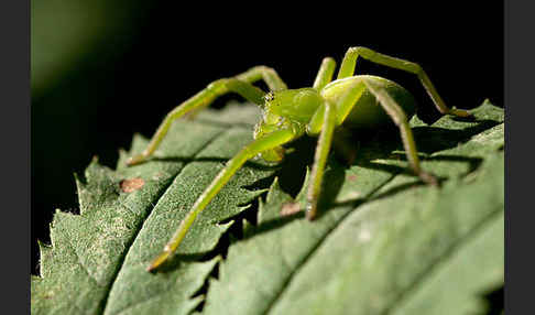 Grüne Huschspinne (Micrommata  virescens)