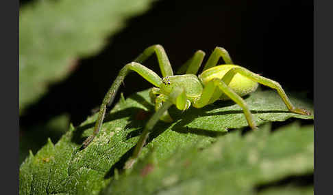 Grüne Huschspinne (Micrommata  virescens)