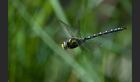 Blaugrüne Mosaikjungfer (Aeshna cyanea)