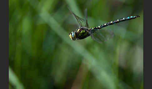 Blaugrüne Mosaikjungfer (Aeshna cyanea)